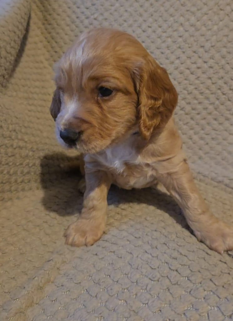 2 beautiful Cocker Spaniel boys for sale