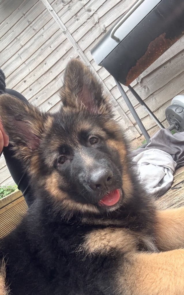 GSD puppy (F)