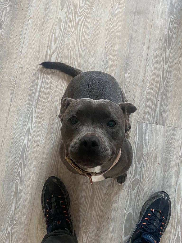 11 months old female staffy