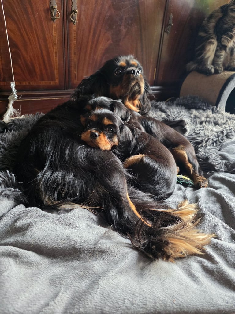 Cavalier king charles female puppies 