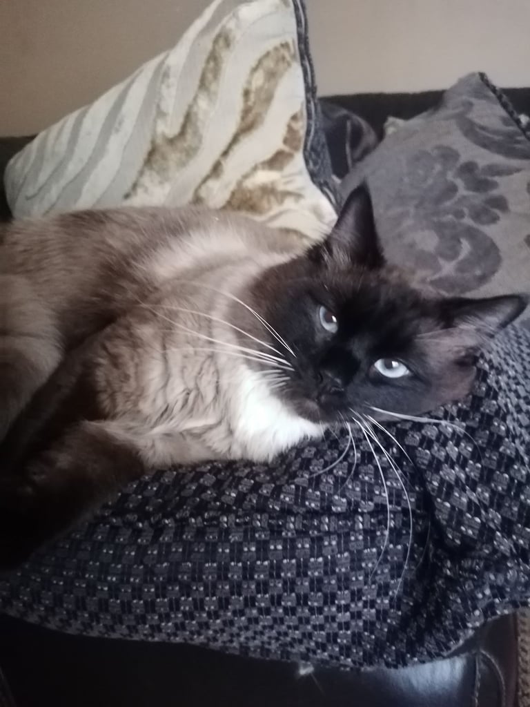 Male Ragdoll cat