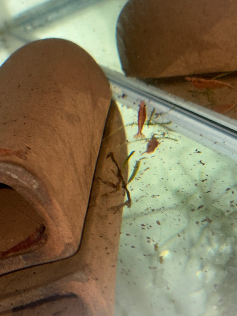 image for Red Shrimp & Assassin Snails 