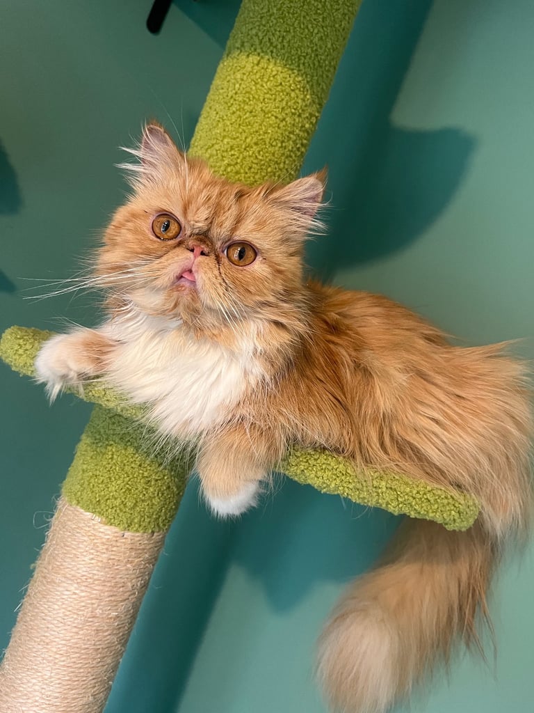 Flame point exotic Persian rare colouring 