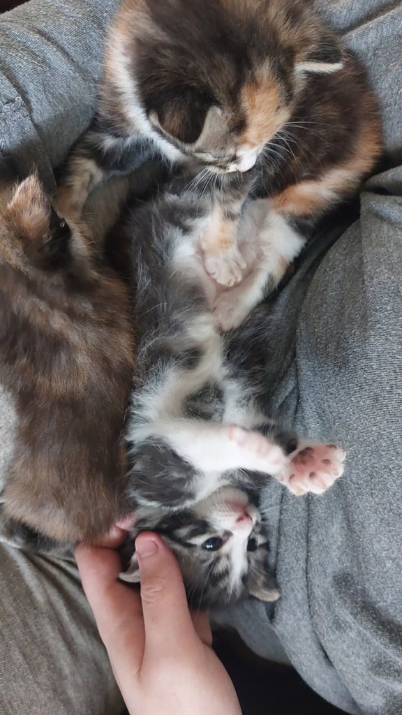 image for 4 kitten for sale ready to go now 