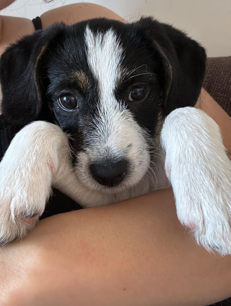 Border terrier puppy 
