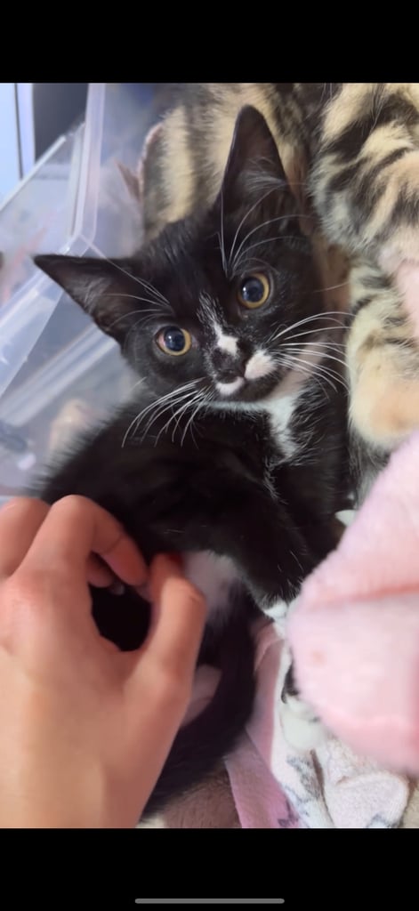 Kitten for sale