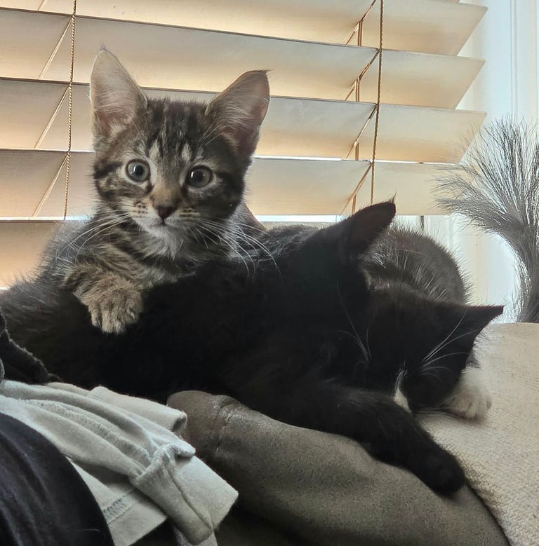 4 Fluffy kittens for sale