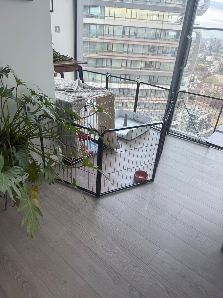 Labradoodle for sale - serious buyers only 