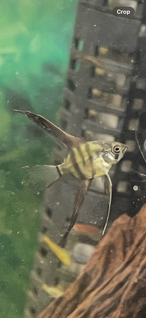 Longfin silver pinoy angelfish. 