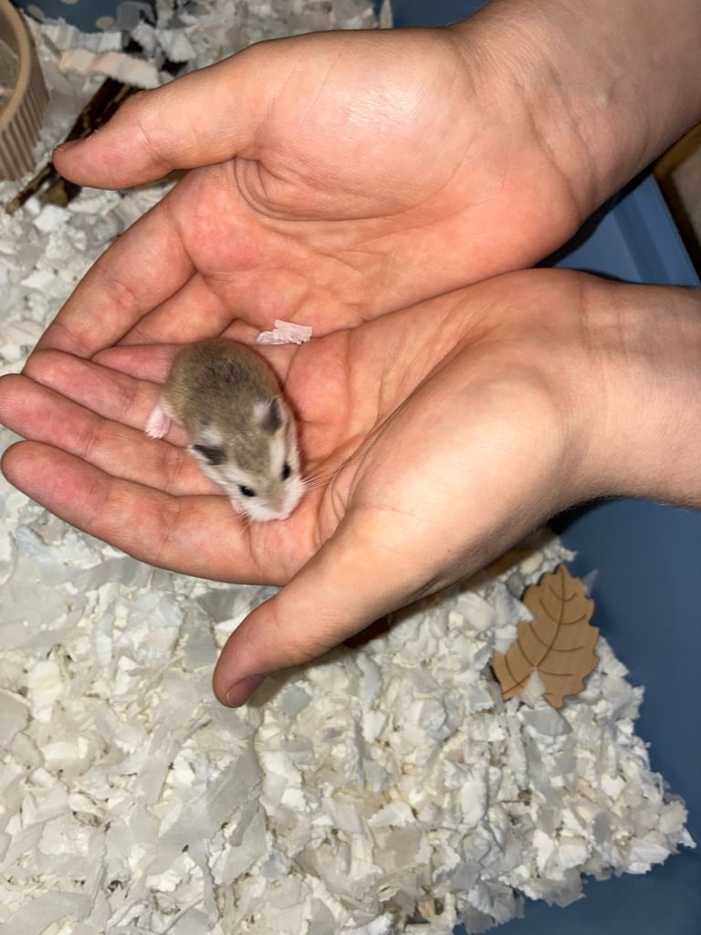 dwarf roborovski hamster