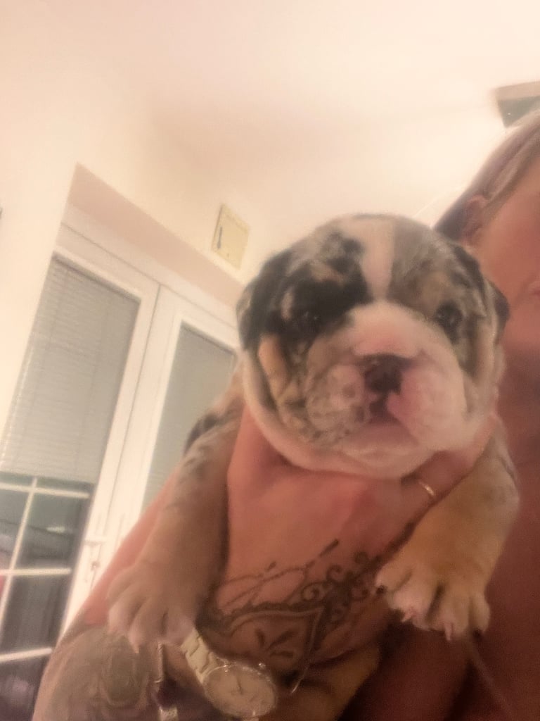 English bulldog puppies 