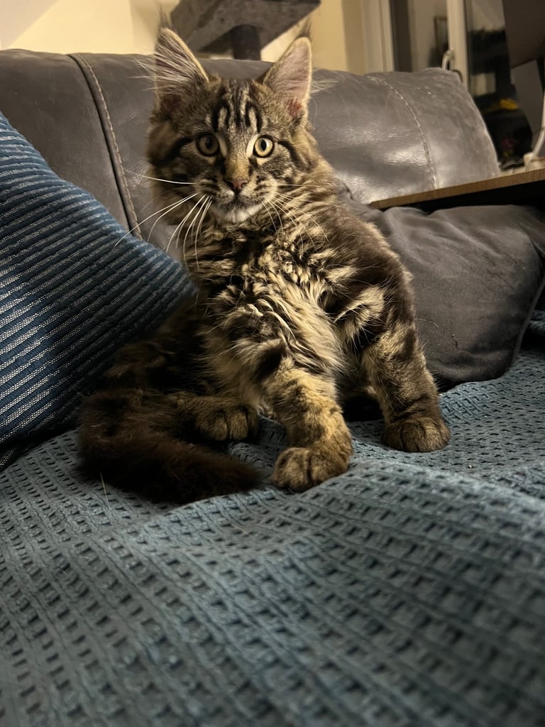 Pedigree Maine Coon kitten GCCF 