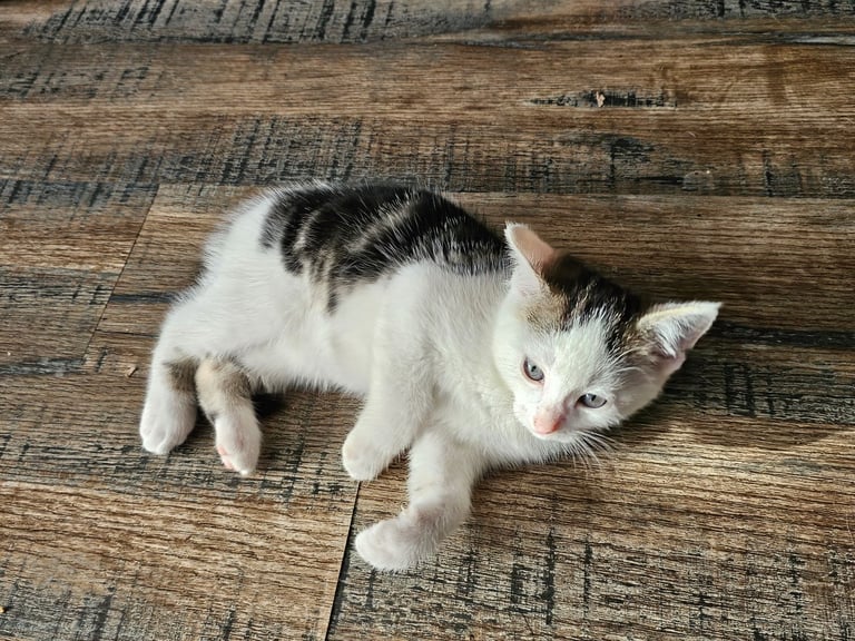 Kittens ready to go now