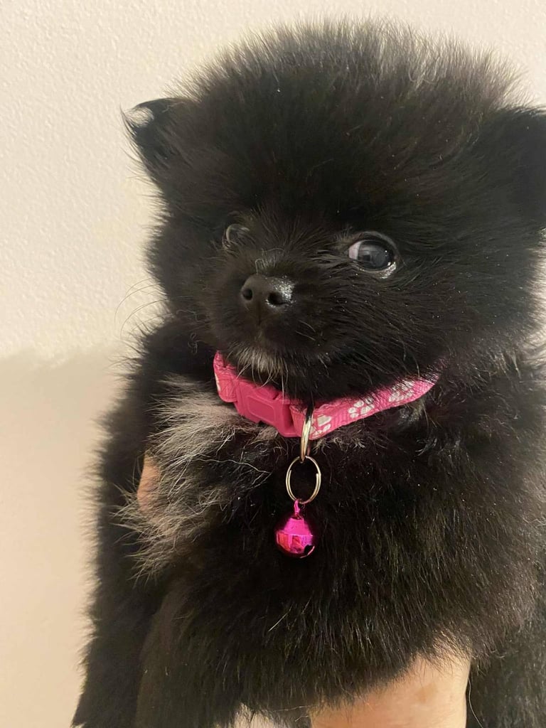 Pomeranian puppies - AVAILABLE 