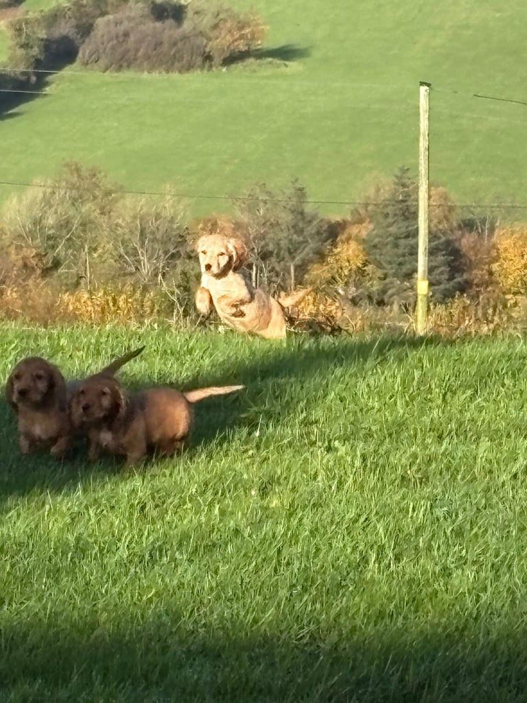 Cocker spaniels 