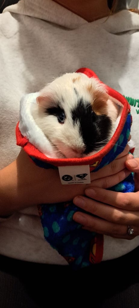 image for 2 Boy Guinea Pigs for Sale