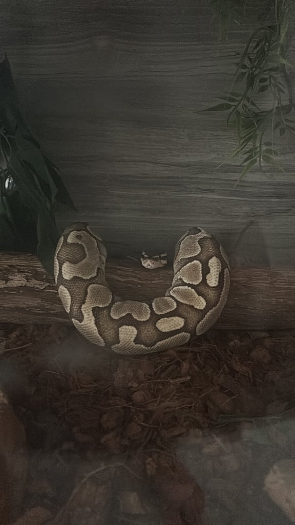 Ball Python and 4ft vivarium and cabinet 