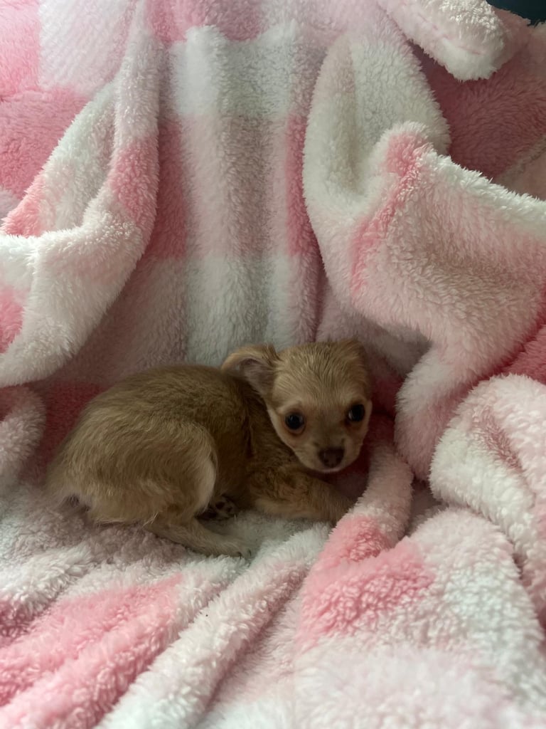 Beautiful chihuahua fur babies male and female