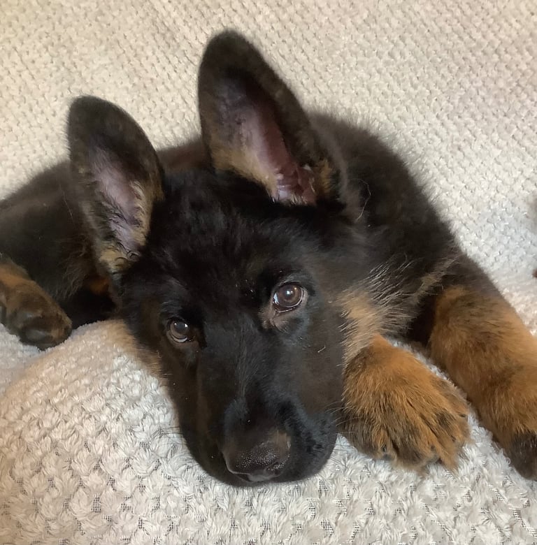 Stunning german male puppy . Ready to leave now vaccinated and vet checked