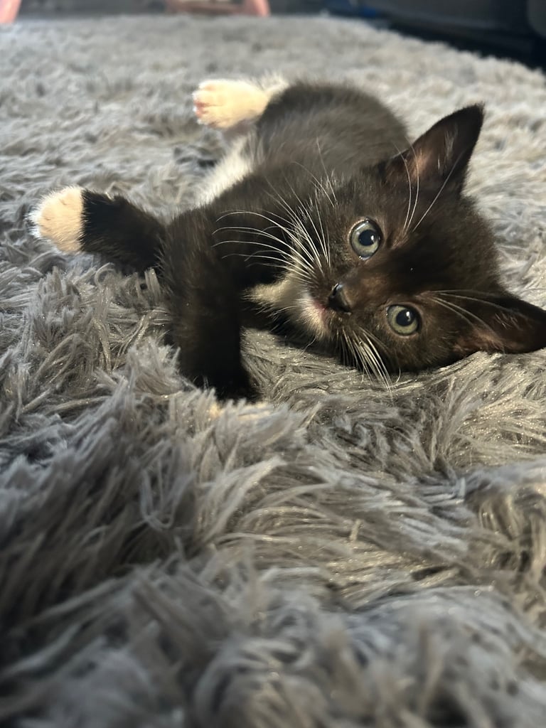 8 week old girl and boy kitten 🐈‍⬛ 
