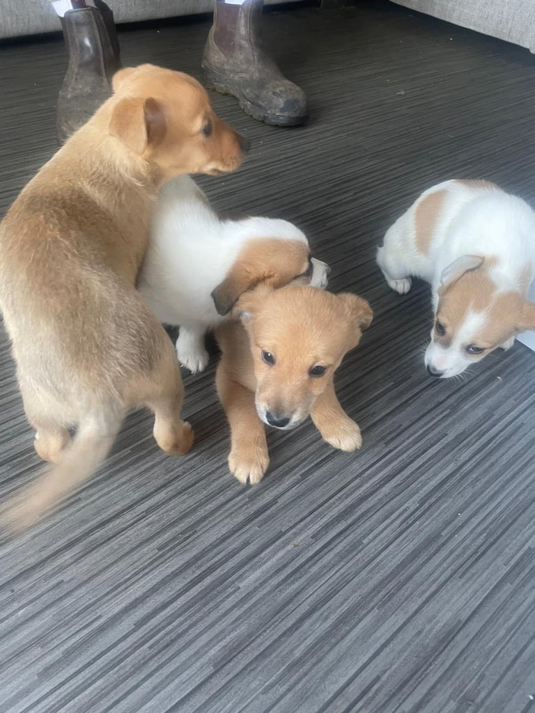 Jack x chihuahua puppies 