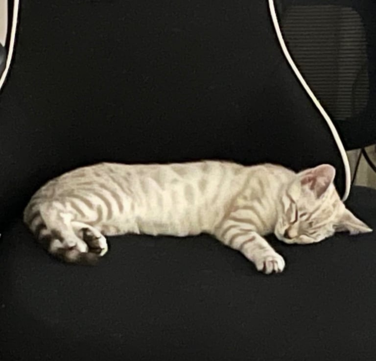 SNOW LEOPARD - SNOW BENGAL KITTENS -LAST ONE LEFT Ready now