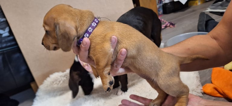 Miniature dachshund's READY TO GO