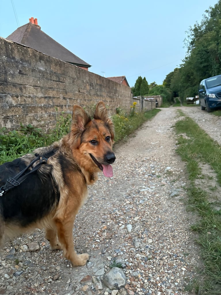 German Shepard puppies for sale 