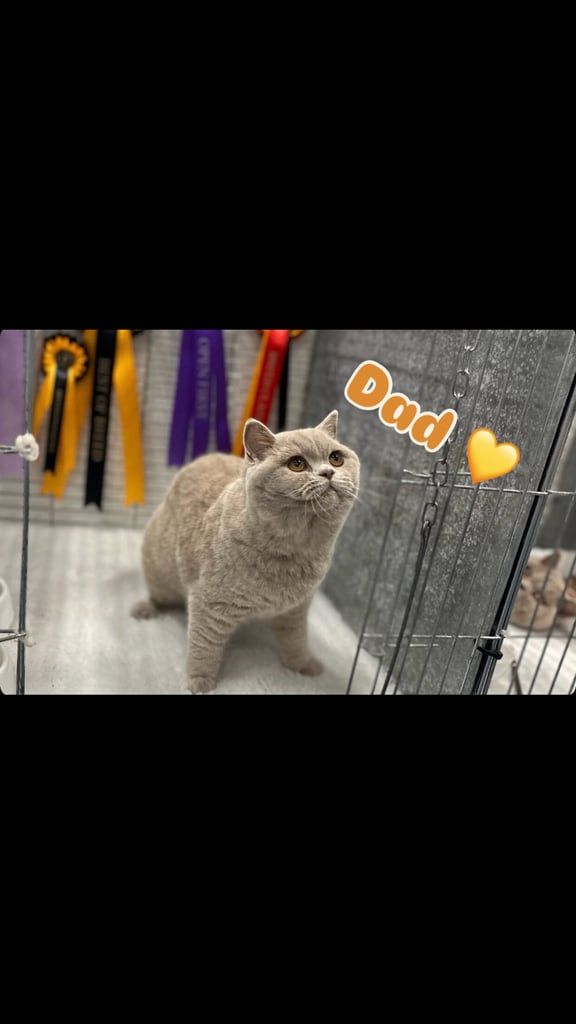 GCCF Active British shorthair kittens for sale