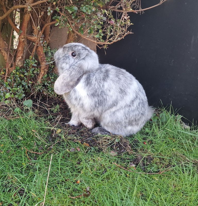Two 6 month old Male mini lop rabbits.