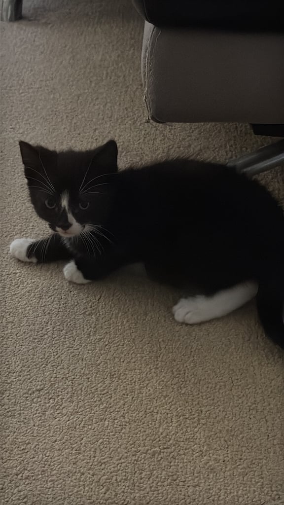 10 weeks old Kittens