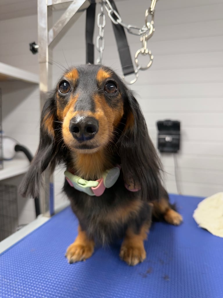 🐾 Adorable Miniature Long-Haired Dachshund Puppies – Ready Mid-November 🐾 .