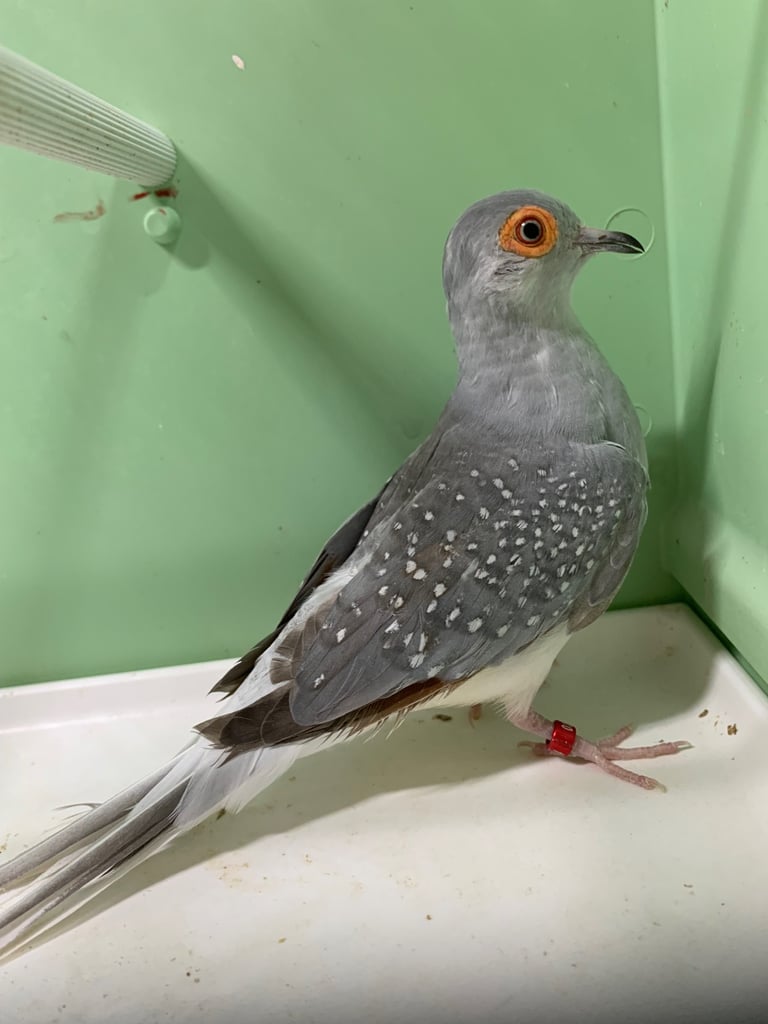 Zebra finches and diamond dove