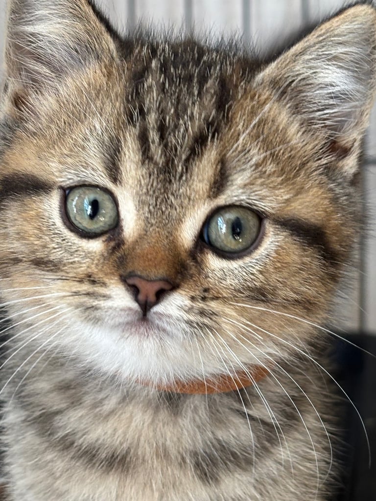 🐾 Beautiful British Shorthair Kittens Available! 🐱💙