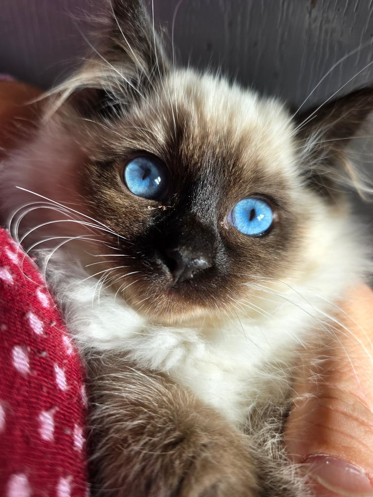 Ragdoll kittens 2 girl left
