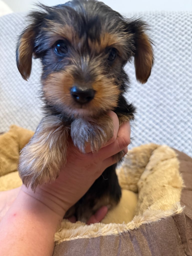 Stunning Yorkshire Terriers for sale