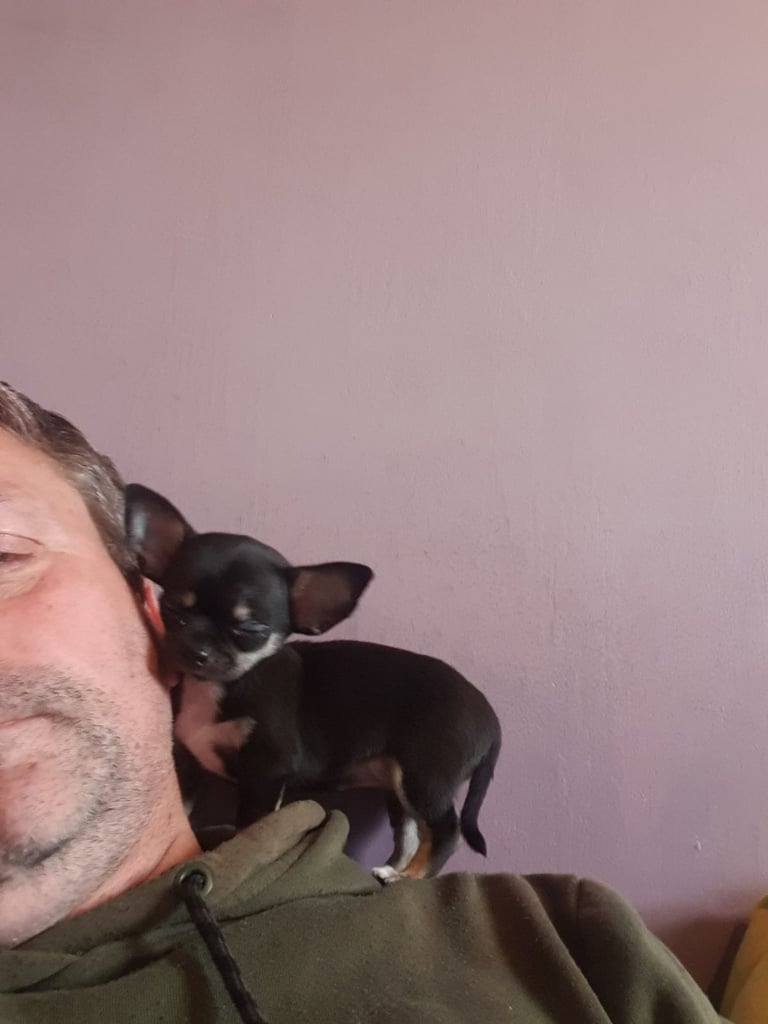 Small Chihuahua puppies