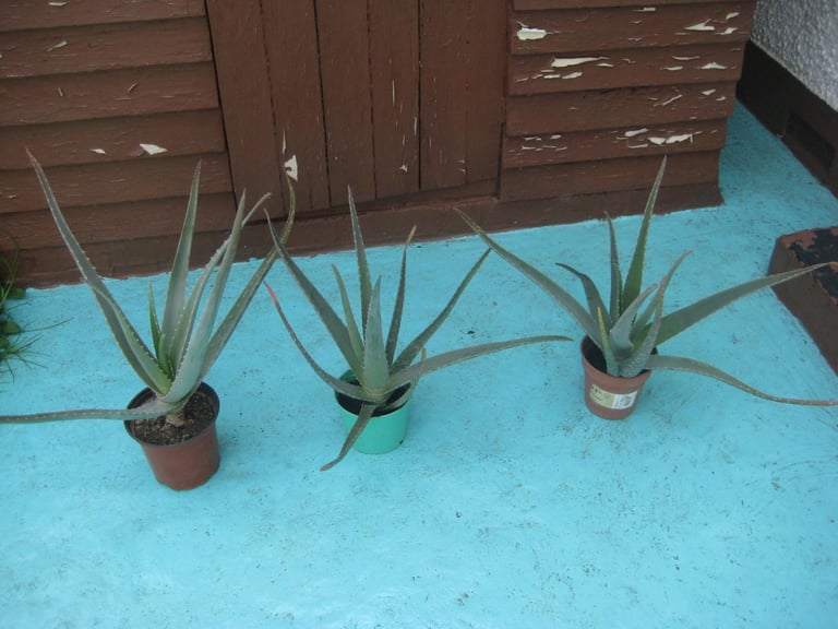 image for 2 Large Aloe Vera House Plants for £6.00 Each