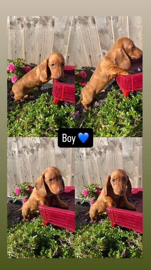 Miniature Dash hounds puppies for sale