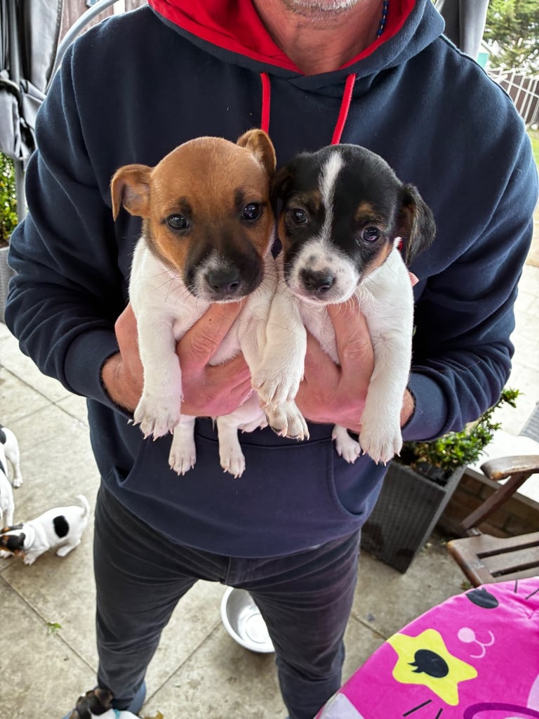 Jack Russell