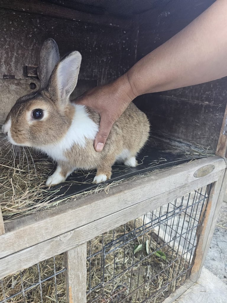 Rabbits for sale