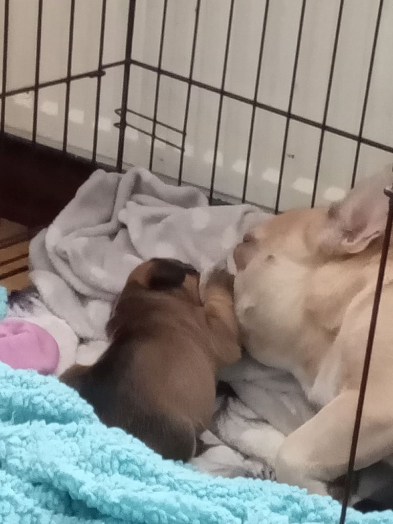 2 Female French bulldog x terrier mix 450 each