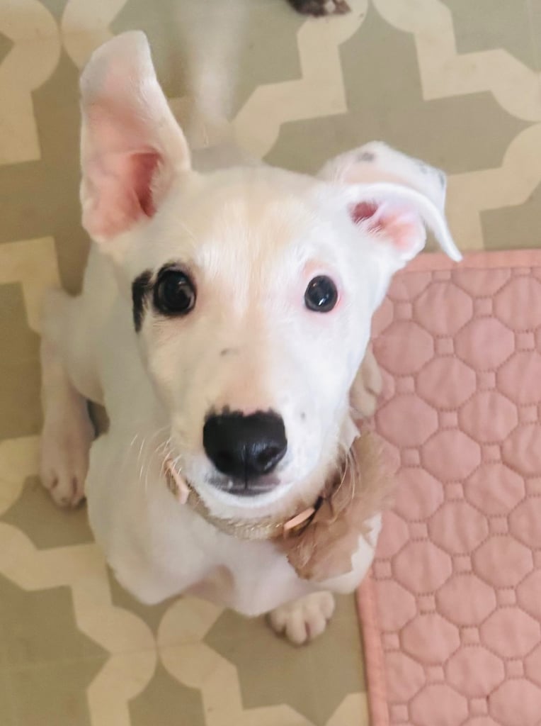 Whippet cross female puppy looking for a loving home.
