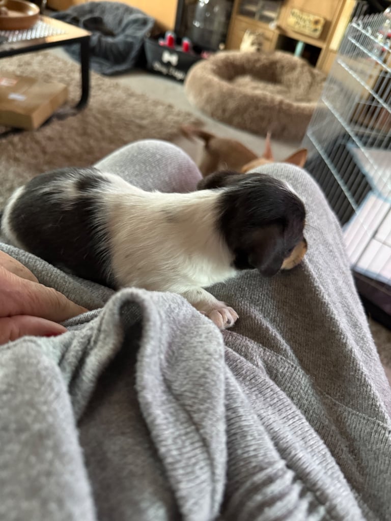 Jack Russell puppies 