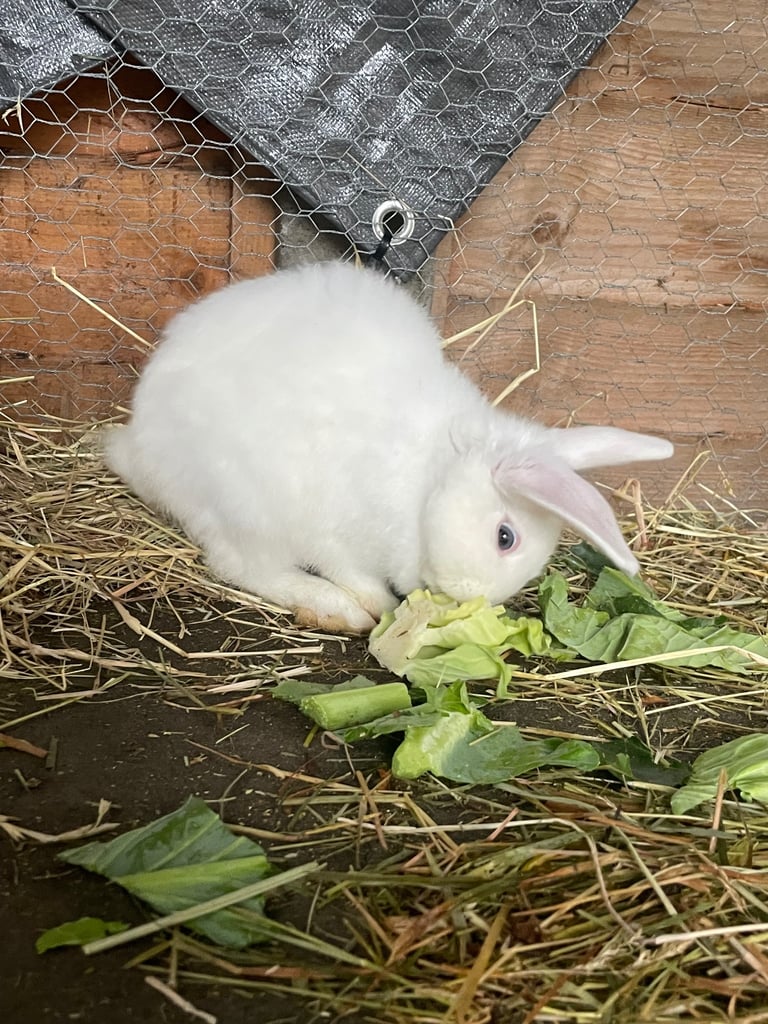 Mix breed baby rabbits & mama 