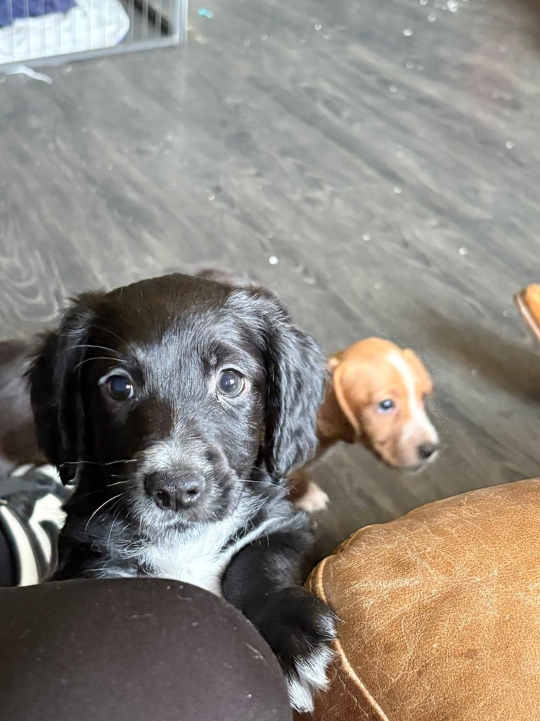 Cocker Spaniel Puppies 