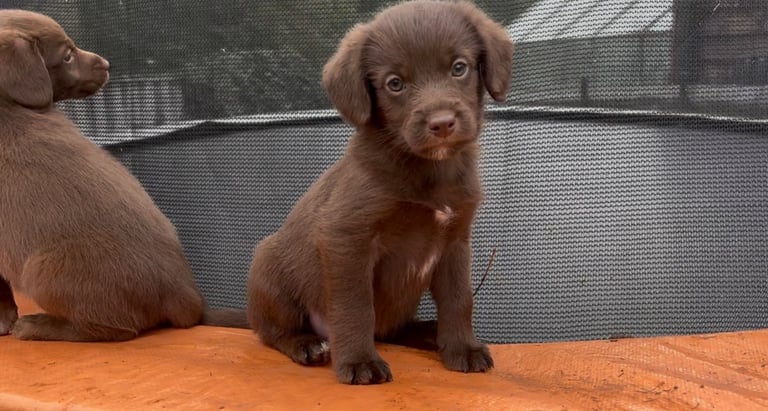 READY THIS WEEKEND Adorable Labradoodle 