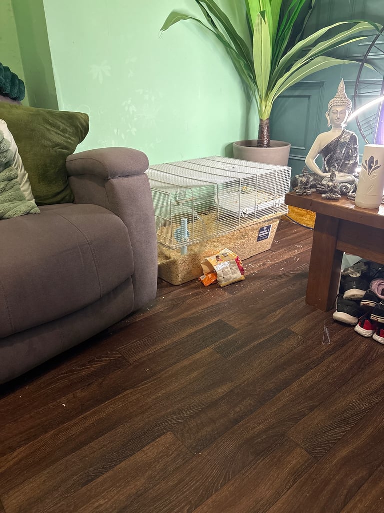 image for 2x Gerbils 1 cream n brown & 1all brown one 