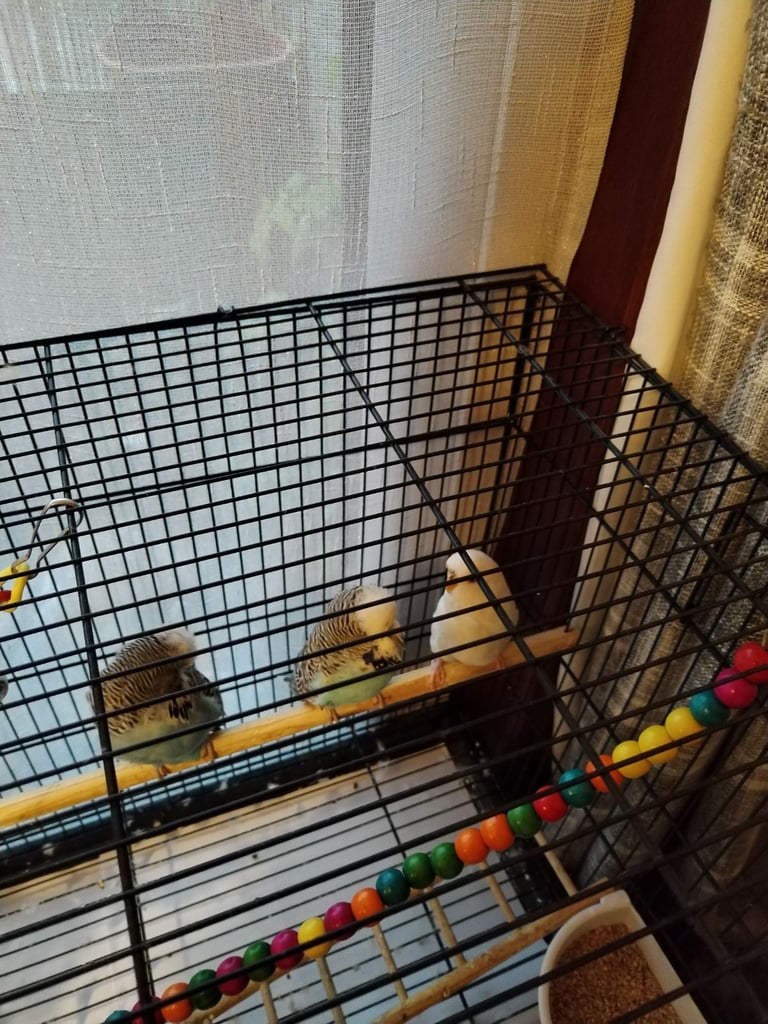 Budgie
