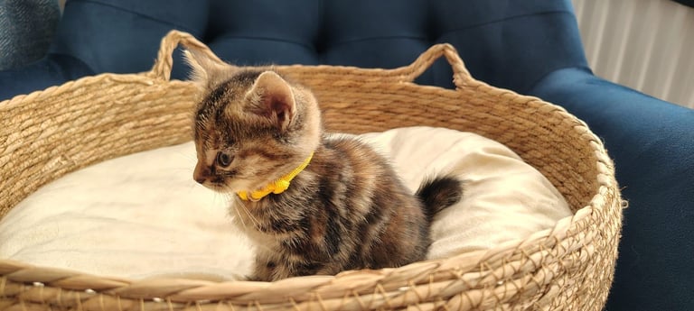 Adorable Kittens - domestic shorthair